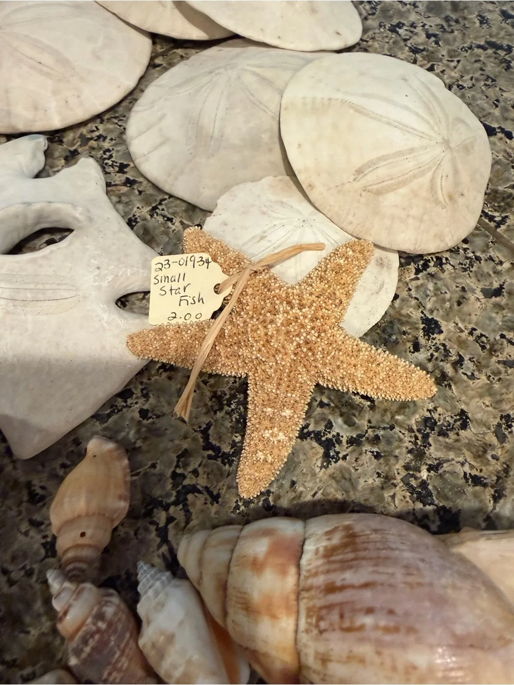 Natural Sea Shell Lot Starfish Sand Dollars Clam Shells Conch Shells